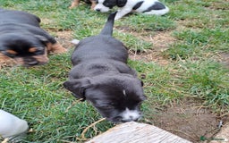 Mixed Breed dogs for sale: Jack Russell and Coker Spaniel  - Image 5