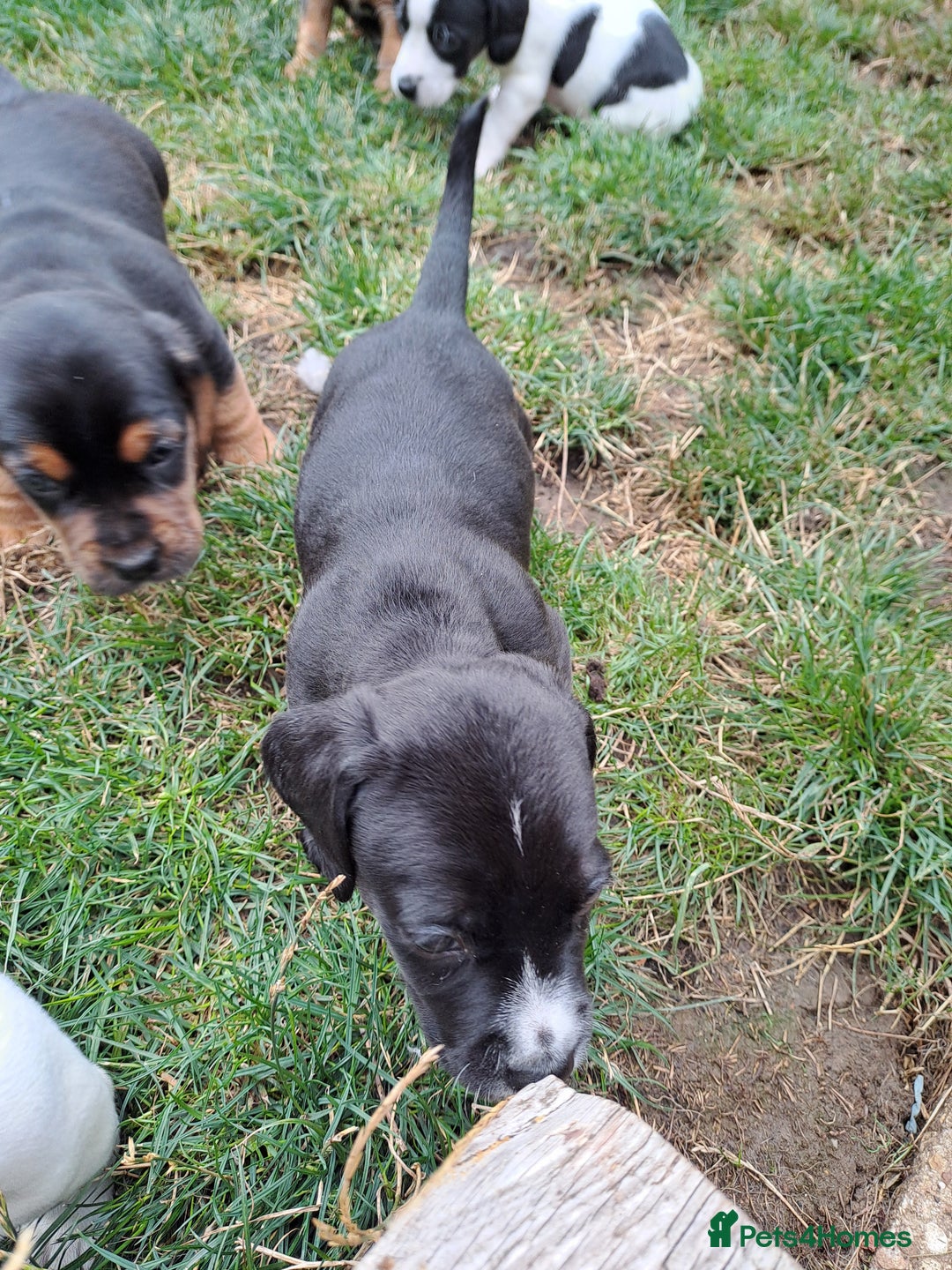 Mixed Breed dogs for sale: Jack Russell and Coker Spaniel  - Image 5