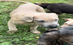 Mixed Breed dogs for sale: Cane Corso/Presa Canario Molloser dogs  - Image 12