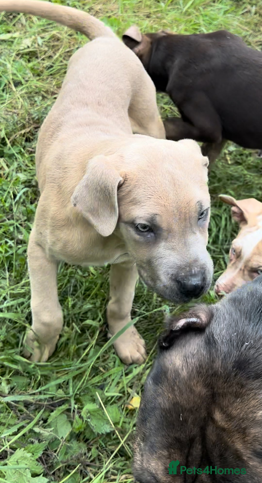 Mixed Breed dogs for sale: Cane Corso/Presa Canario Molloser dogs  - Image 12