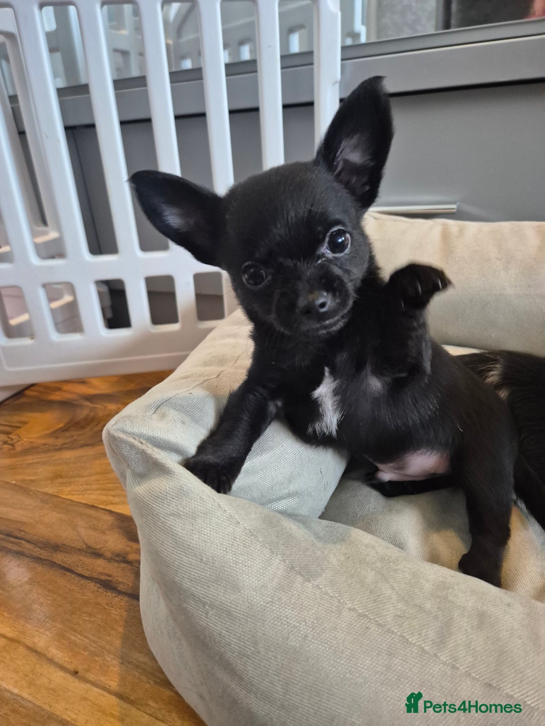 Chihuahua dogs for sale: 3 beautiful tiny pure breed chihuahua  - Advert 26