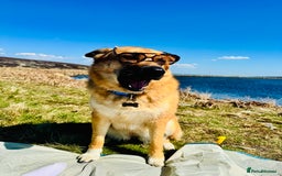 Mixed Breed dogs for sale: Shepherd x Akita - Image 1