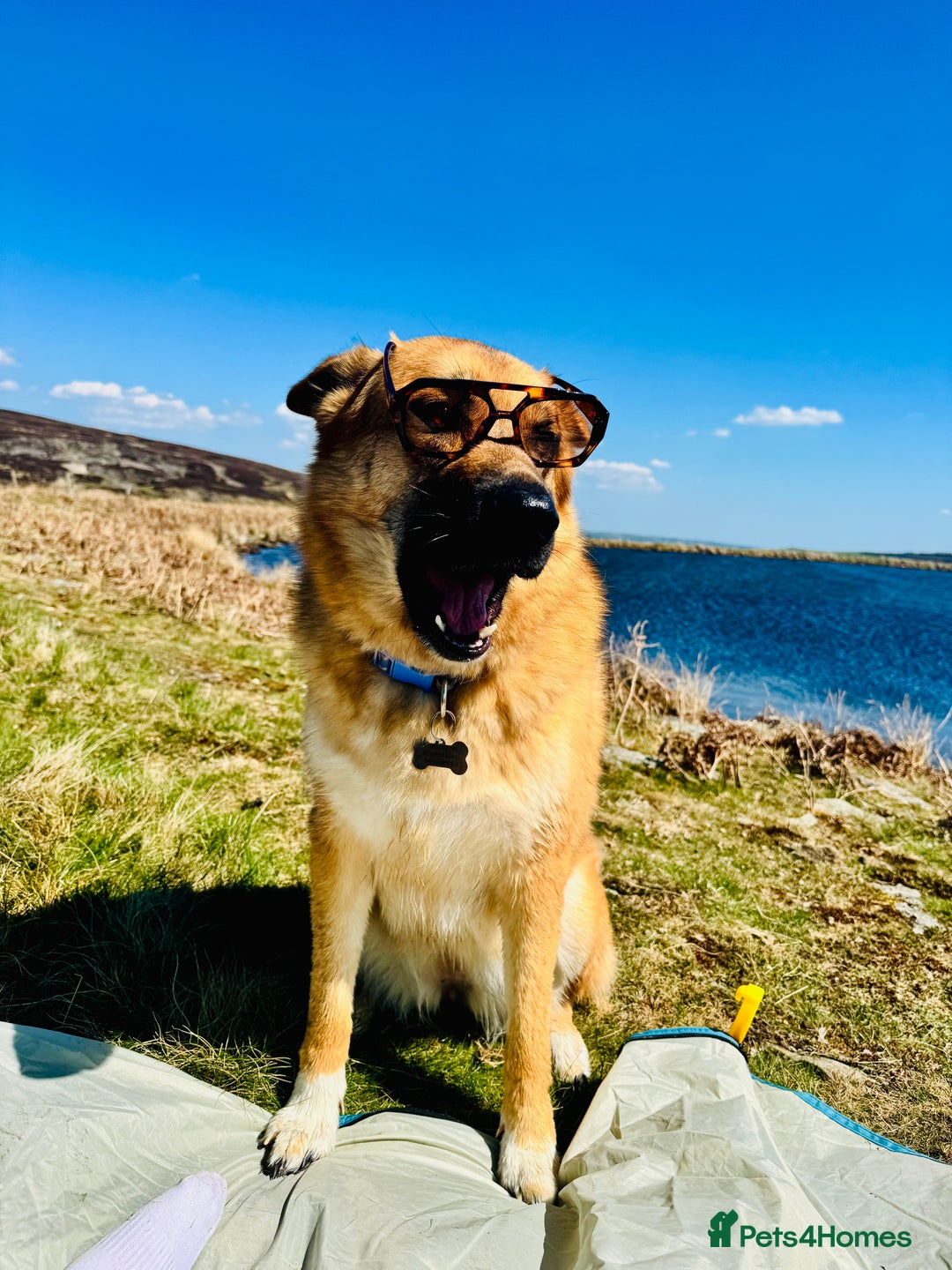 Mixed Breed dogs for sale: Shepherd x Akita - Image 1