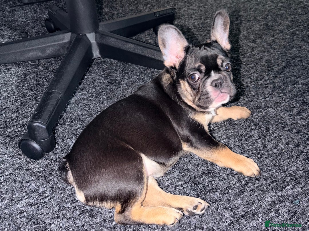 French Bulldog dogs for sale: French Bulldog KC Registered - 💕Female💕 - Advert 7