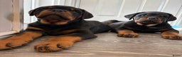Rottweiler dogs for stud: HUGE HEALTH TESTED STUD - 0/0 hips 0/0 elbows in Bedford - Advert 24