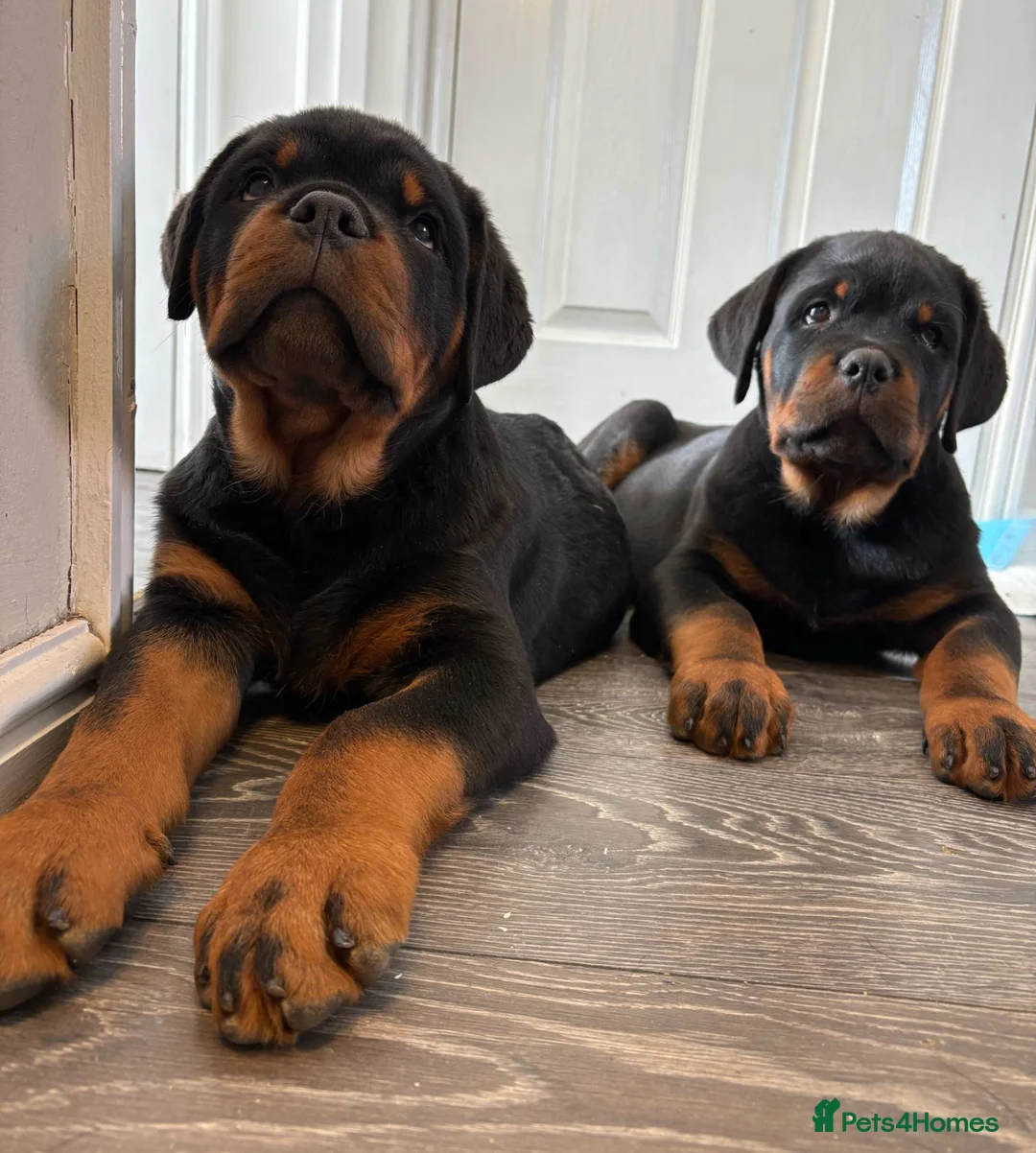 Rottweiler dogs for stud: HUGE HEALTH TESTED STUD - 0/0 hips 0/0 elbows in Bedford - Advert 24