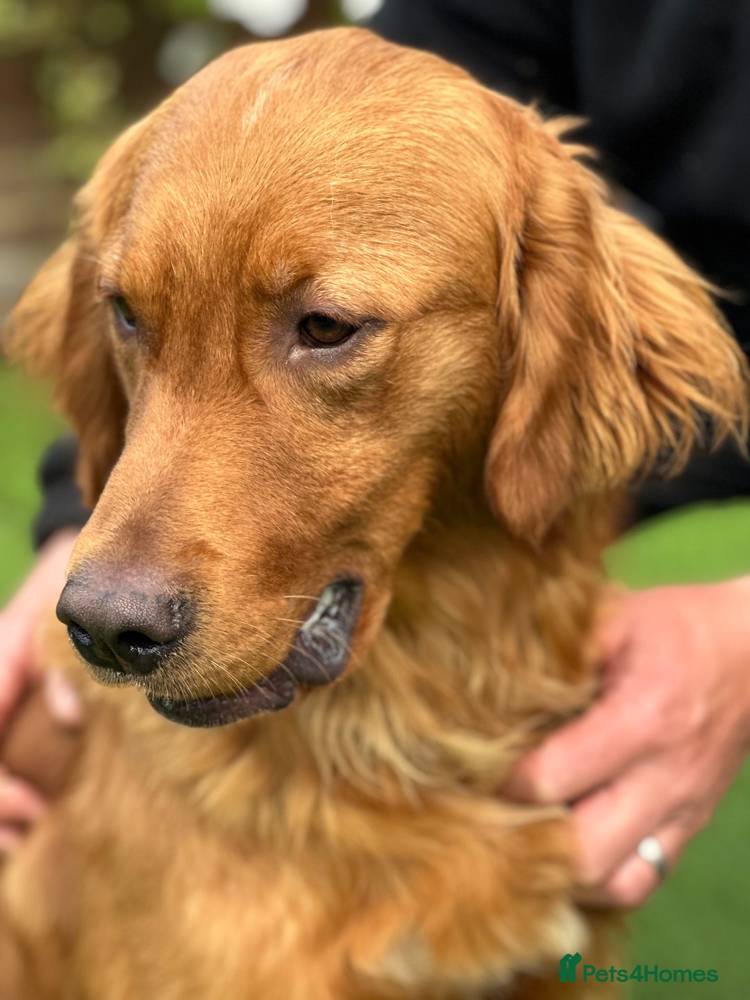 Golden Retriever dogs for sale: Dark Golden KC registered Golden retrievers - Advert 12