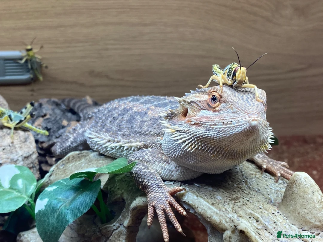Bearded Dragon reptiles for sale: Pocket size dinosaur looking for a new home in St Albans - Advert 8