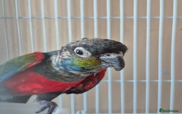 Conures birds for sale: Crimson Red Wing Conure female - Image 6