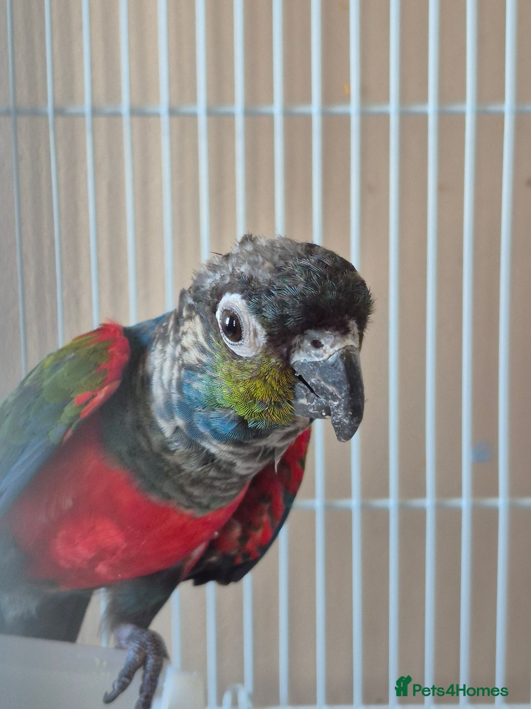 Conures birds for sale: Crimson Red Wing Conure female - Image 6