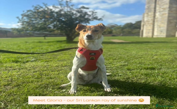 Mixed Breed dogs - Advert 6