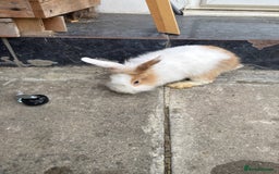 Lionhead rabbits for sale: Fluffy Lionhead Baby Bunnies – Raised with Love in London - Image 4