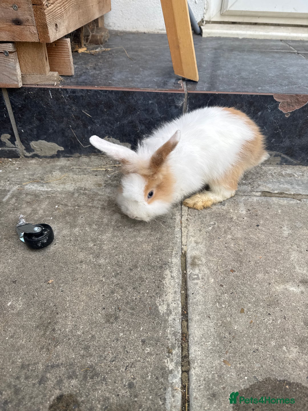 Lionhead rabbits for sale: Fluffy Lionhead Baby Bunnies – Raised with Love in London - Image 4