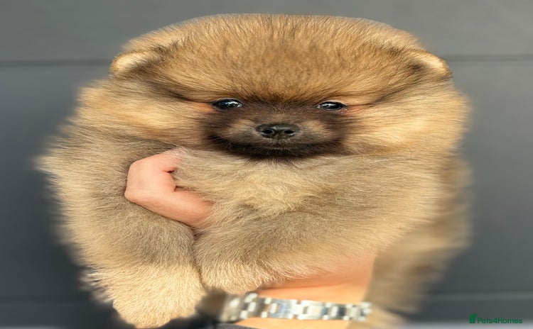 Pomeranian dogs - Advert 4