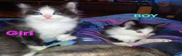 Mixed Breed cats for sale: Ragdoll cross kittens  in Carluke - Advert 4