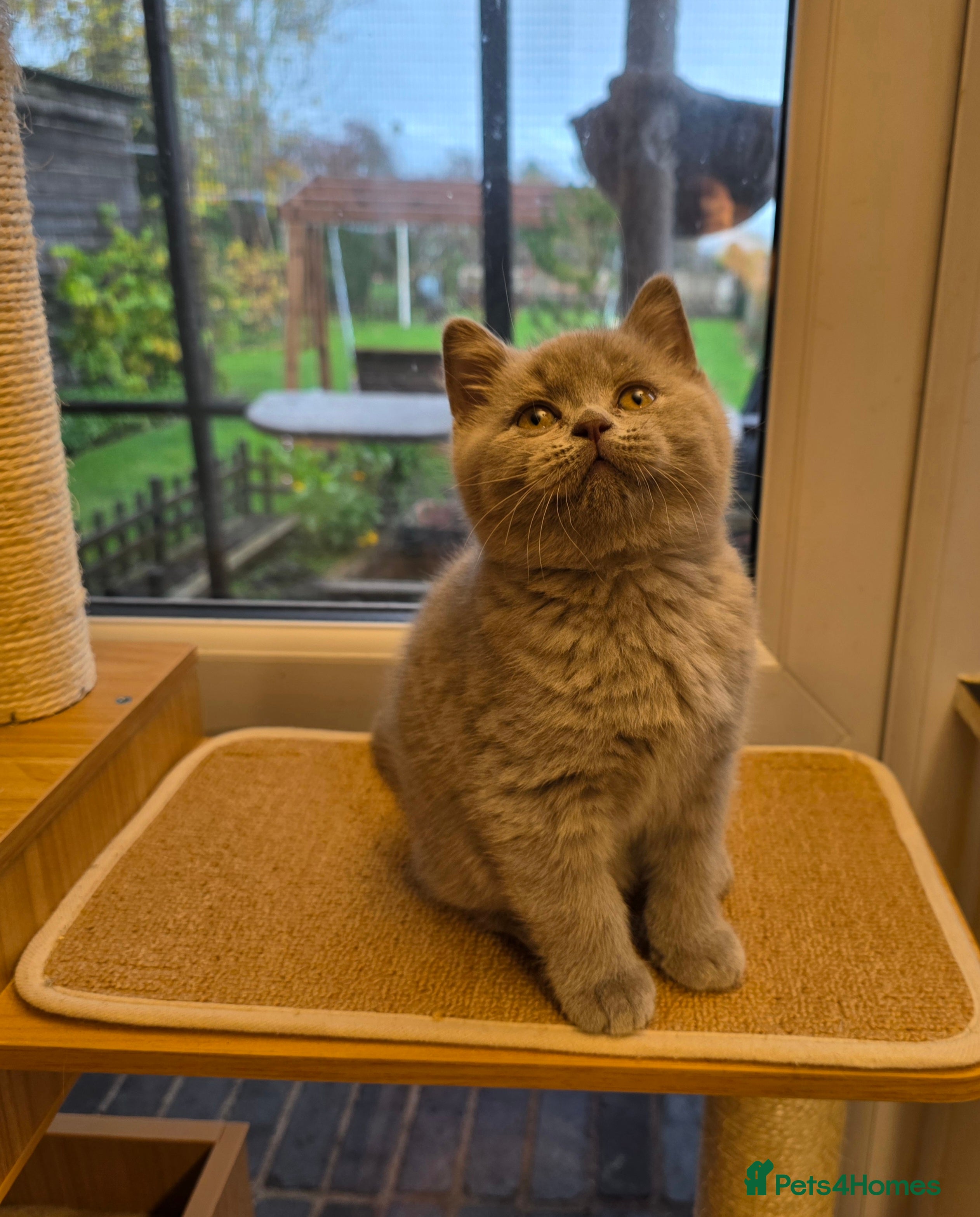 British Shorthair cats Lilac boy available GCCF and TICA registered  - Advert 9