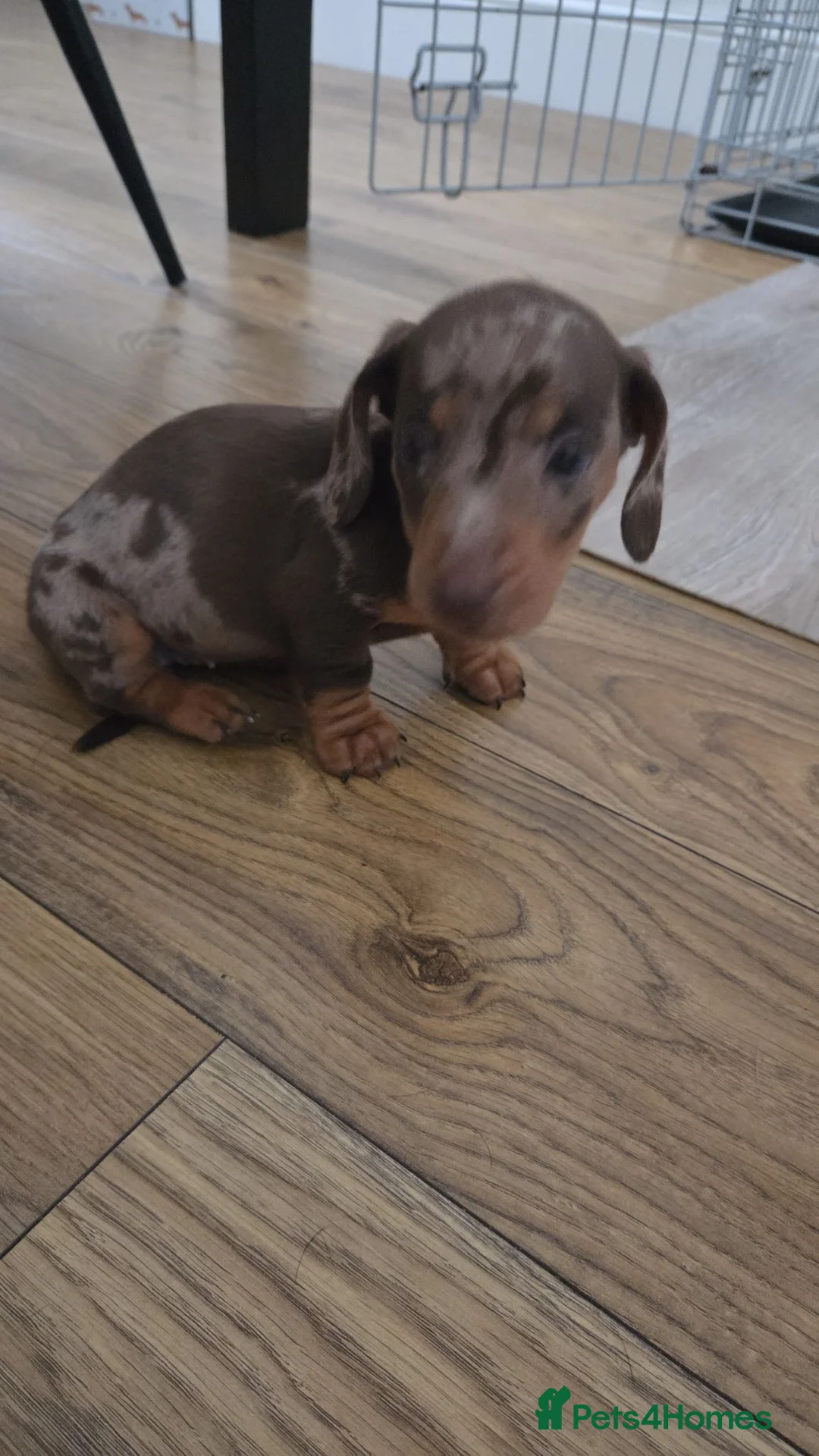 Miniature Dachshund dogs for sale: Minature dachshunds - Advert 11