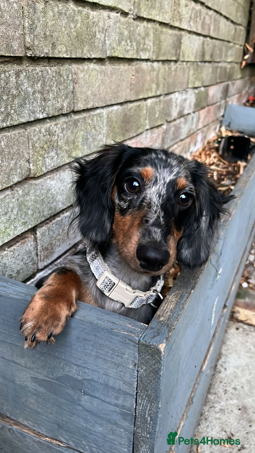 Miniature Dachshund dogs for sale:  Miniature Dachshund for rehoming.  - Advert 4