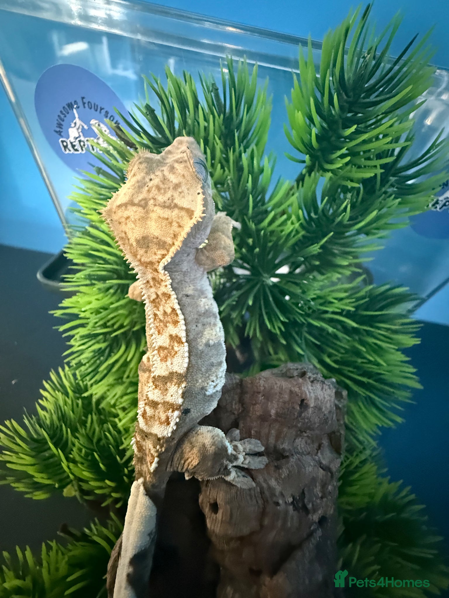 Gecko reptiles 🔥 1 YEAR OLD CRESTED GECKOS – READY TO GO 🔥 - Advert 1