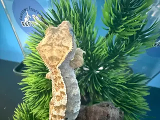 Gecko reptiles for sale: 🔥 1 YEAR OLD CRESTED GECKOS – READY TO GO 🔥 - Advert 1