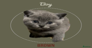 British Shorthair cats - Advert 4