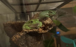 Frog reptiles for sale: Whites tree frogs with bioactive set up  - Image 12