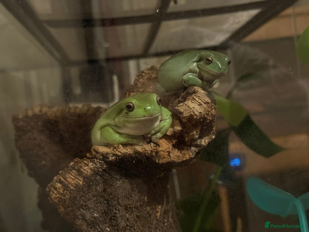 Frog reptiles for sale: Whites tree frogs with bioactive set up  - Image 12