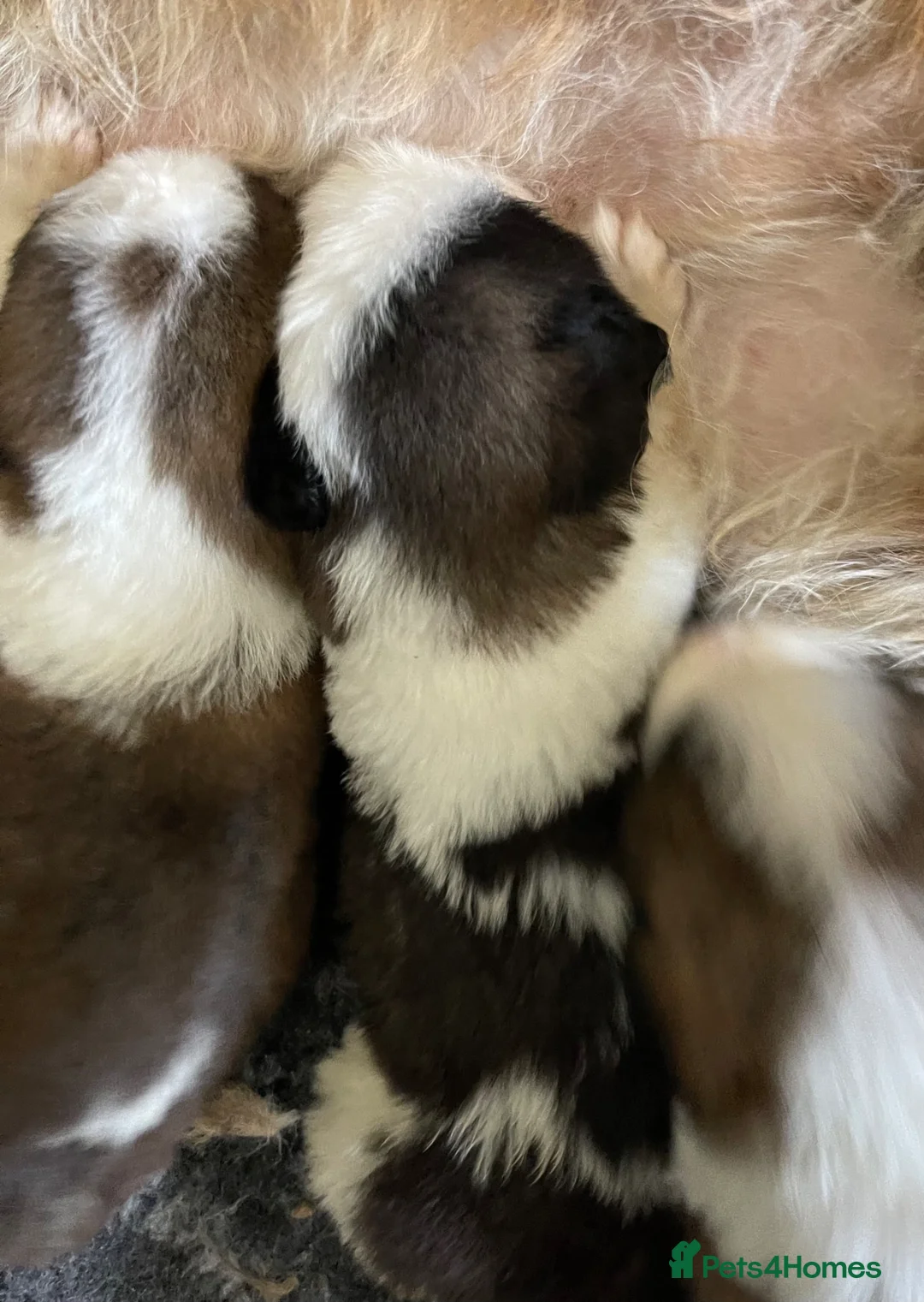 Saint Bernard dogs for sale: STUNNING ST BERNARD PUPPIES - Advert 17