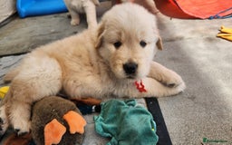 Golden Retriever dogs for sale: Lovable Kc Golden Retriever Puppies Available Now - Image 10