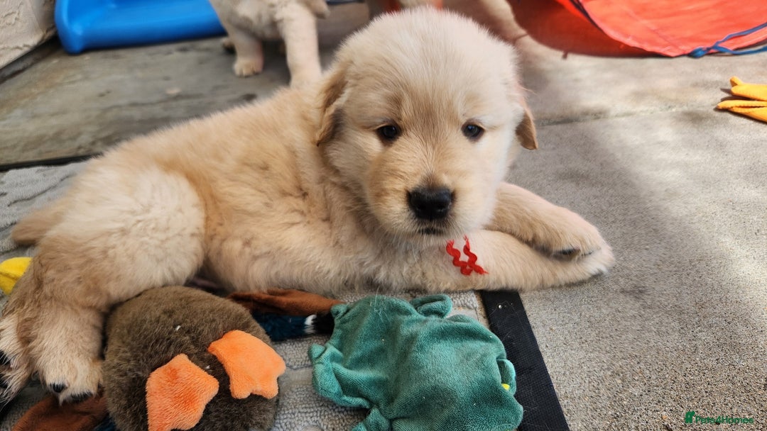 Golden Retriever dogs for sale: Lovable Kc Golden Retriever Puppies Available Now - Image 10