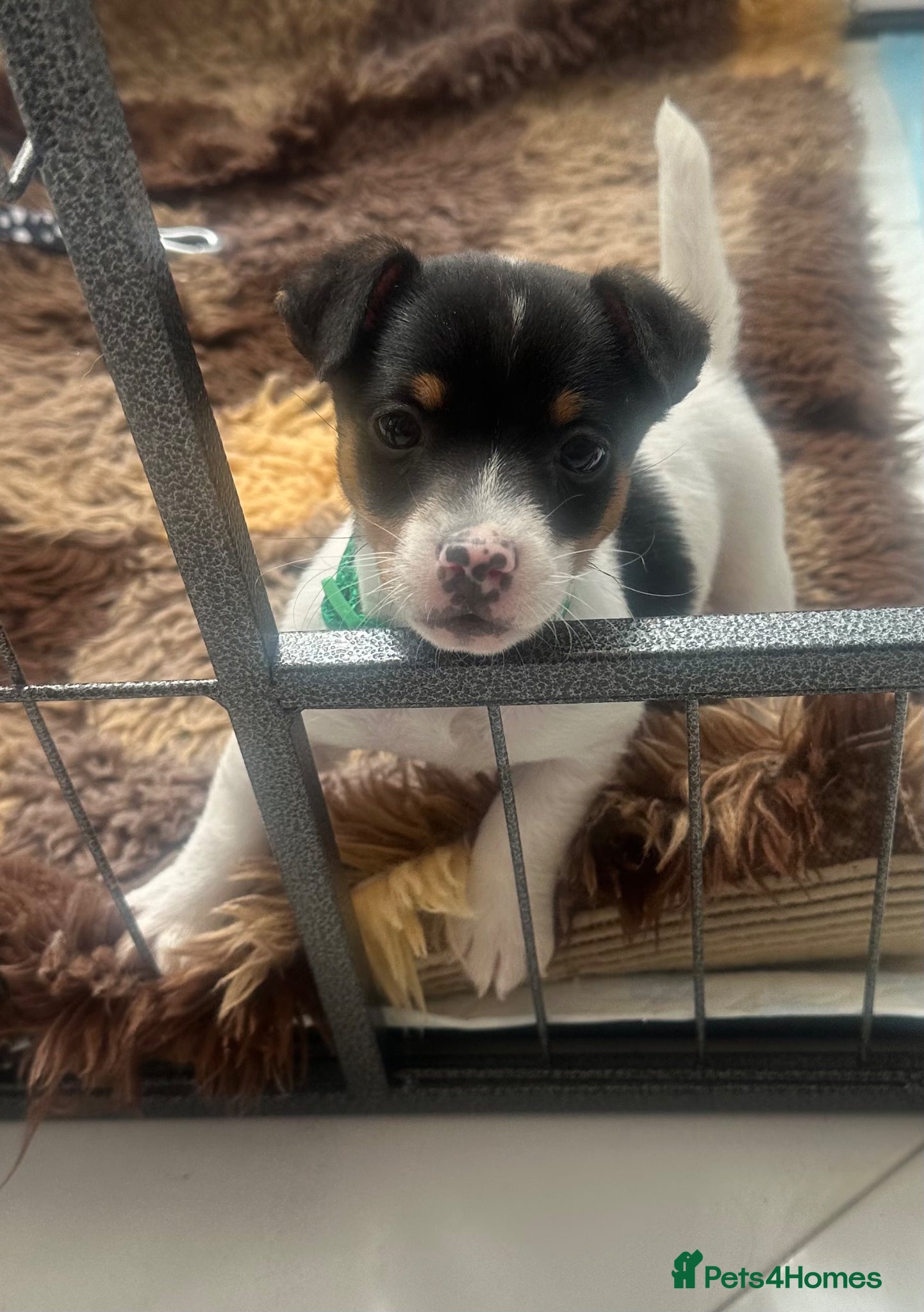Jack Russell dogs Traditional Mini Jack Russells - Advert 1