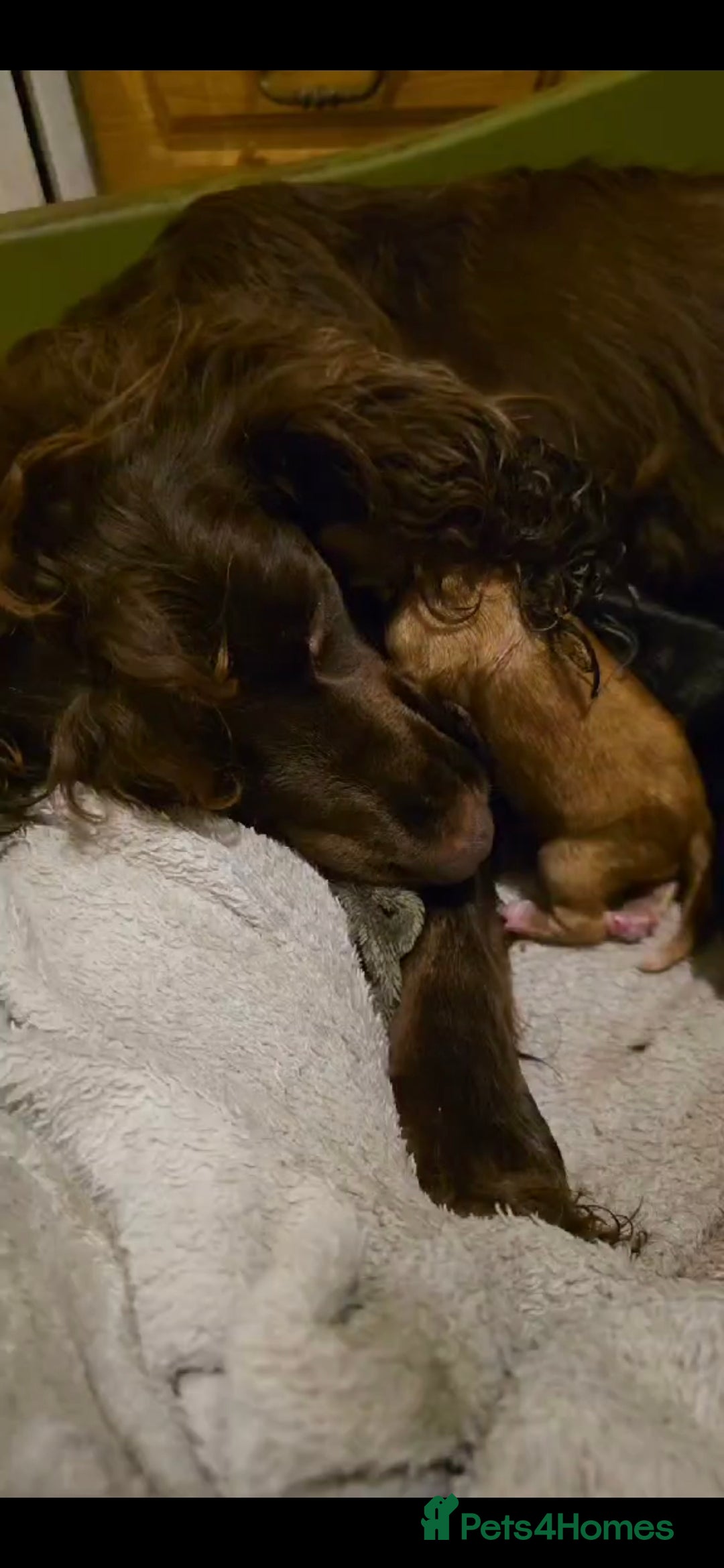 Cocker Spaniel dogs for sale: Cocker spaniel puppies - Advert 7