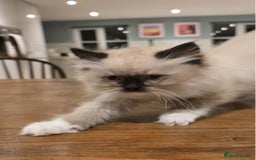 Ragdoll cats for sale: 5 Beautiful Ragdoll Kittens  - Image 19