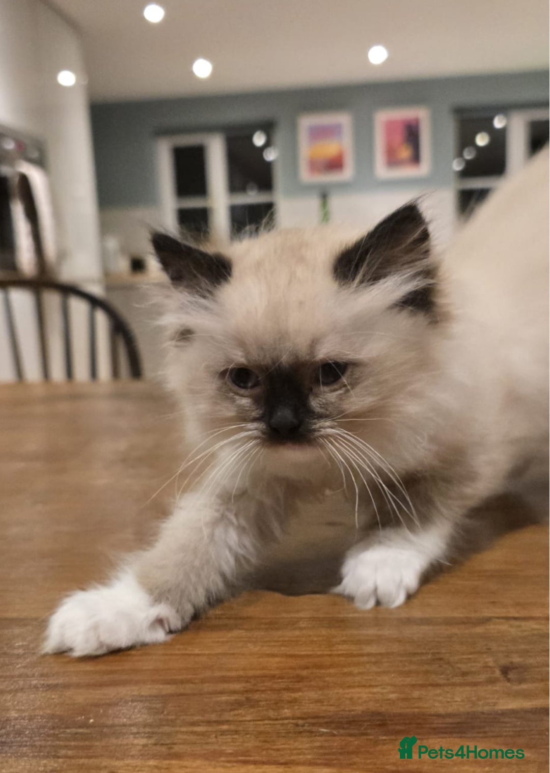 Ragdoll cats for sale: 5 Beautiful Ragdoll Kittens  - Image 19