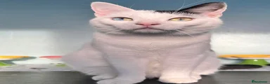 Prawn