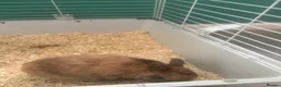 Mixed Breed rabbits for sale: 1 year old rabbit  in Hatfield - Advert 2