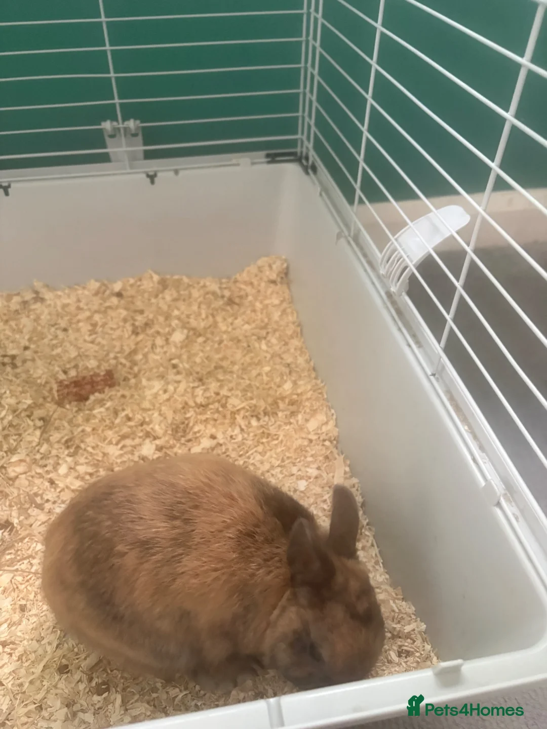 Mixed Breed rabbits for sale: 1 year old rabbit  in Hatfield - Advert 2