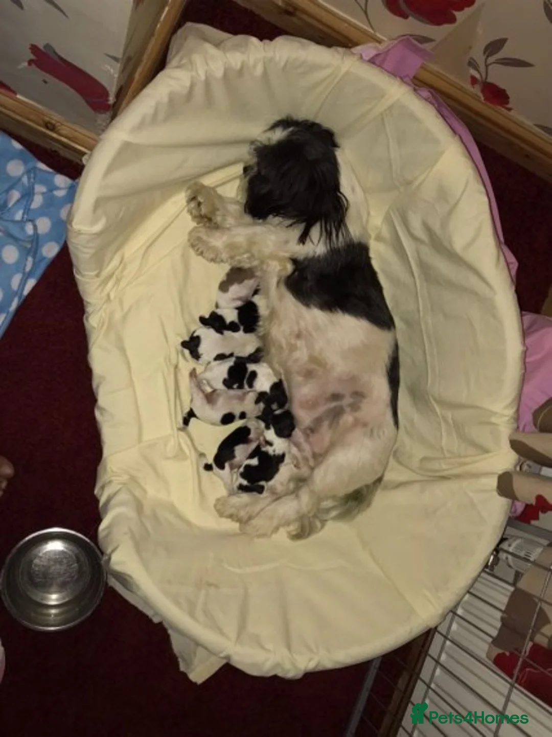 Shih Tzu dogs for stud: KC HARROPINE LUSTY DUSTY FOR STUD ONLY in Bridgend - Advert 25
