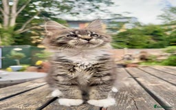 Maine Coon cats for sale: Champions- Bloodline Purebred Maine Coon Kittens  - Image 15