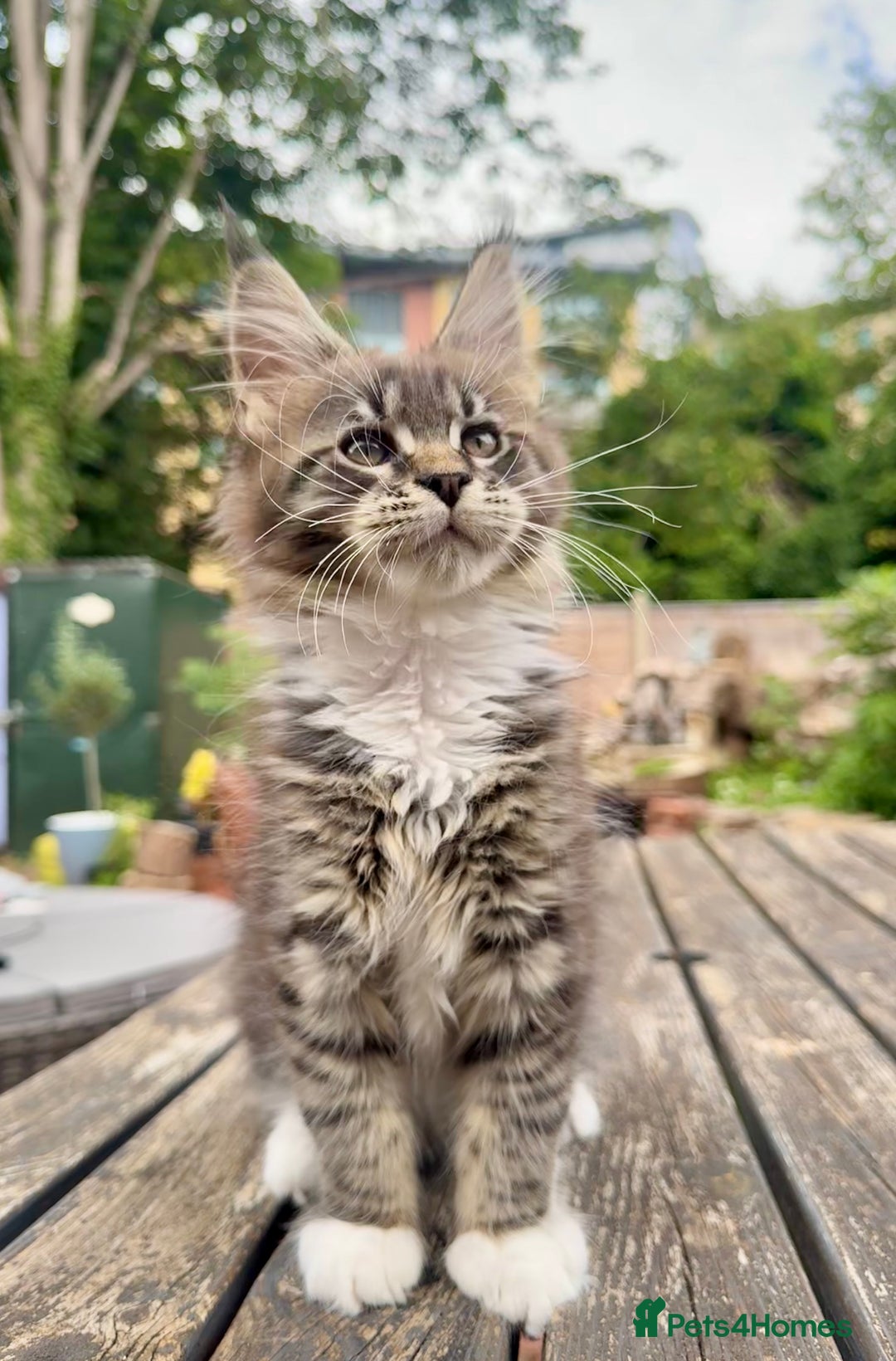 Maine Coon cats for sale: Champions- Bloodline Purebred Maine Coon Kittens  - Image 15