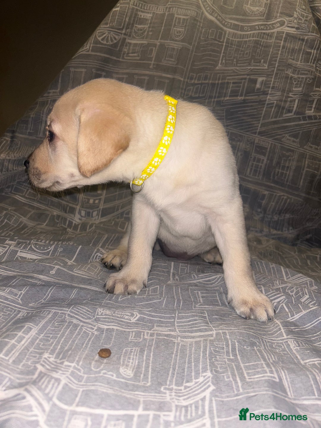 Labrador Retriever dogs for sale: 8 Labrador puppies for sale 🤍 - Advert 23