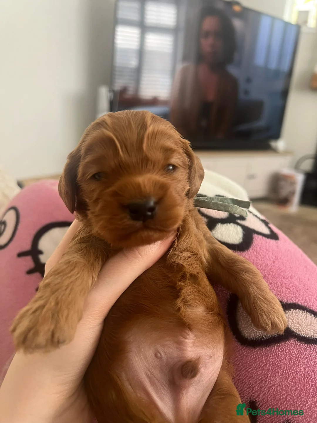 Cockapoo dogs for sale: Beautiful cockapoo puppies - Advert 2
