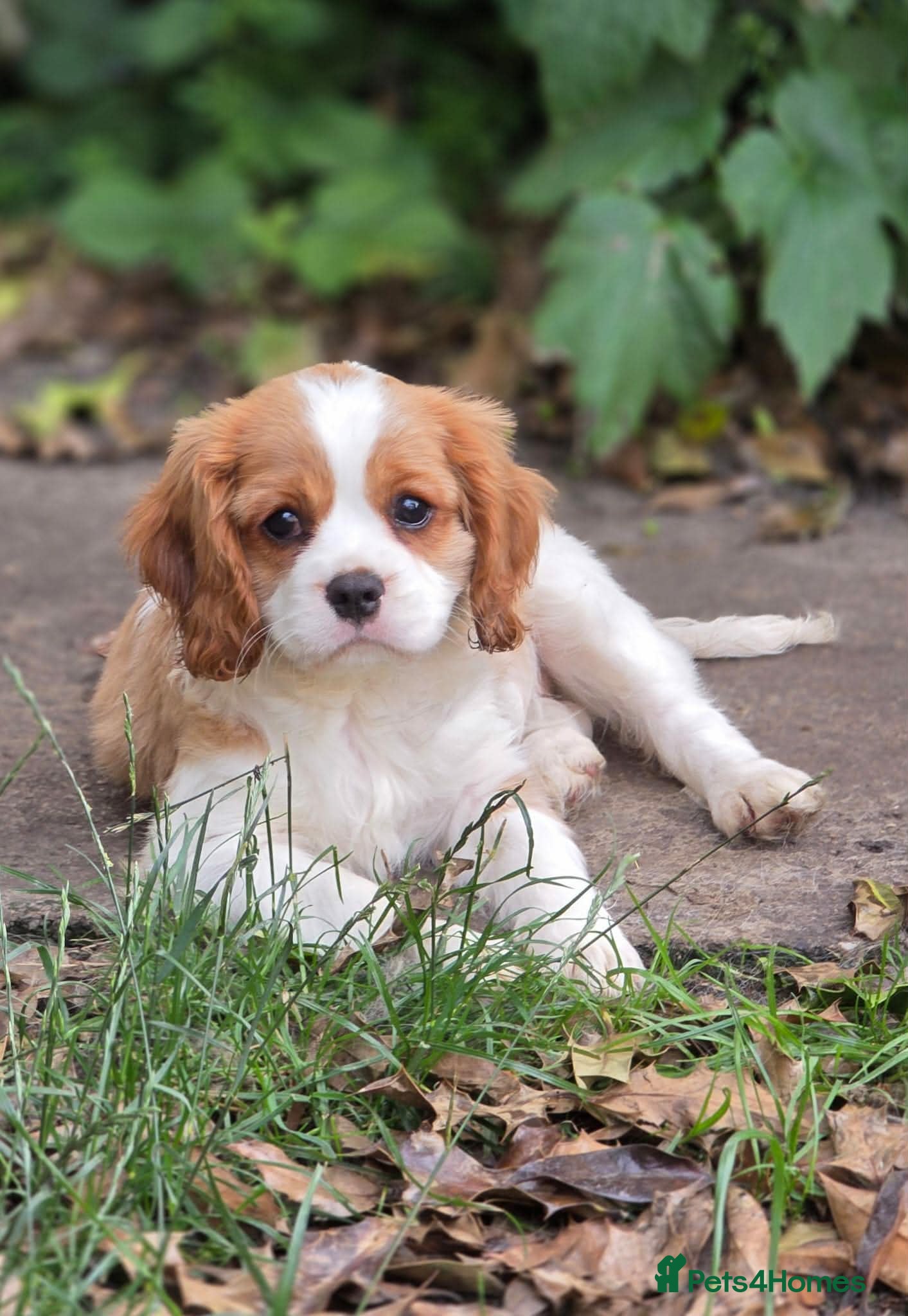 Cavalier King Charles Spaniel dogs Stunning Bitch Cavalier King Charles Spaniel Puppy - Advert 9