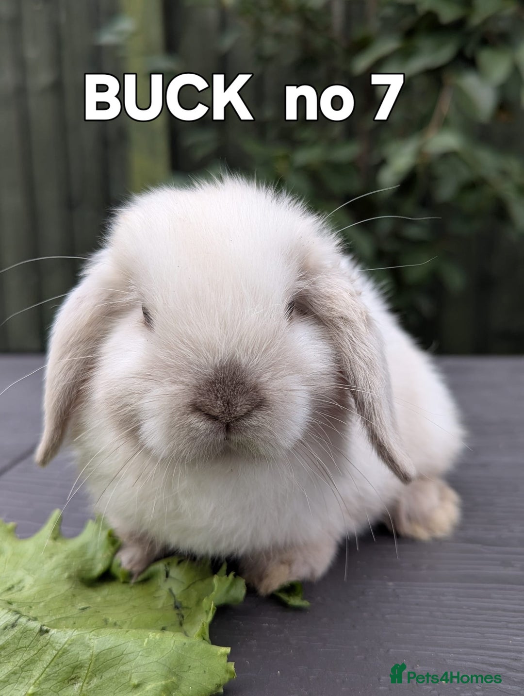 Mini Lop rabbits for sale: FRIENDLY AND SUPERCUTE MINILOPS  - Image 6