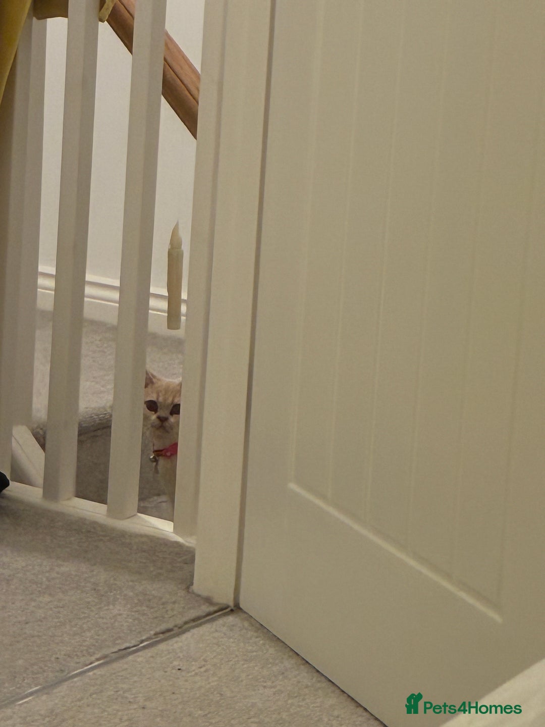 British Shorthair cats for sale: Very lovable ember  - Advert 5