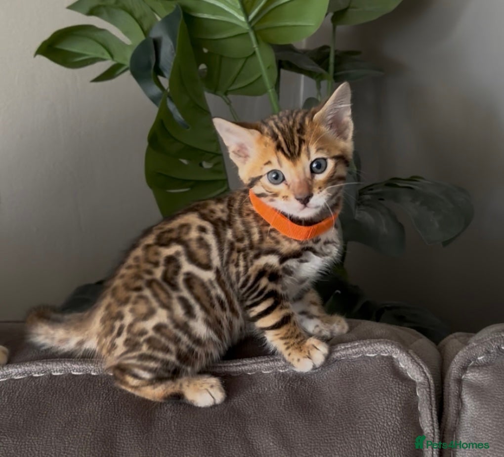 Bengal cats Beautiful Pedigree Bengal kittens for sale- 2 left - Advert 16