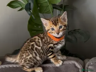 Bengal cats Beautiful Pedigree Bengal kittens for sale- 2 left - Advert 16