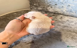 Chihuahua dogs for sale: 🩷Chihuahua puppies Thai genes🩷 - Image 15