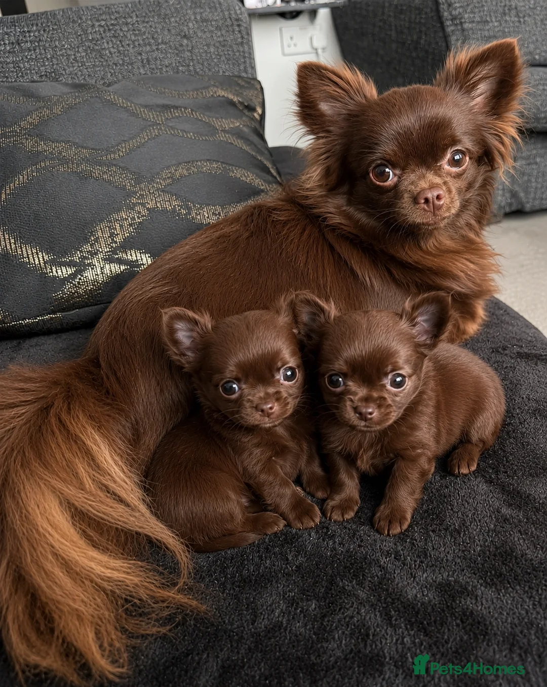 Chihuahua dogs for sale: Adorable Chihuahua Puppies 7 Weeks Old  Ready Soon in London - Advert 8