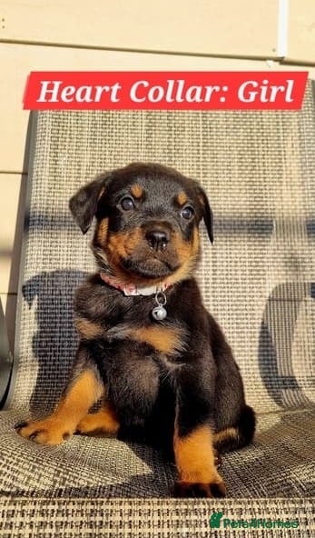 Rottweiler dogs for sale: Friendly family raised Rotties pups in Mansfield - Advert 1